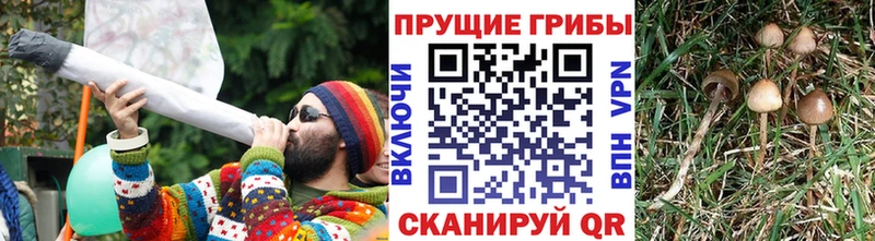 Купить закладки  Вытегра  Галлюциногенные грибы прущие грибы 